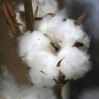 Cotton fruit